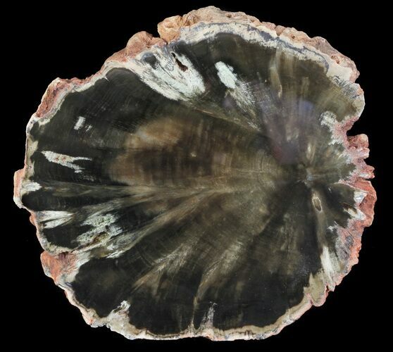 Woodworthia Petrified Wood Slab - Zimbabwe #66164